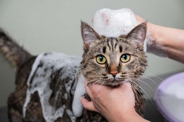 Lavage pour chiens et chats Gatineau
